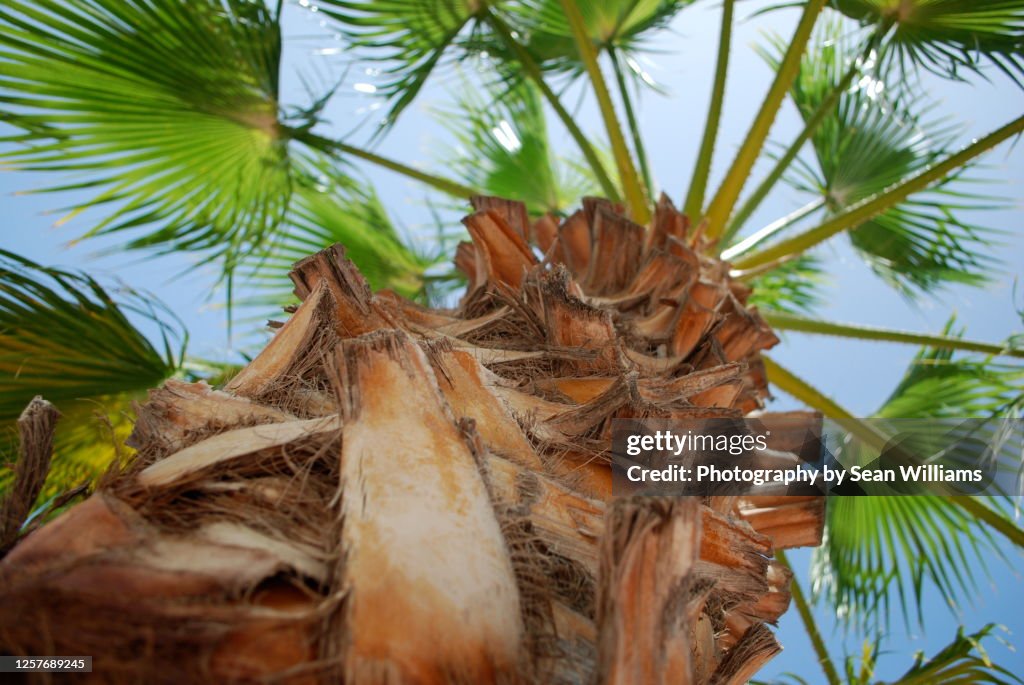 Palm Tree close up low angle