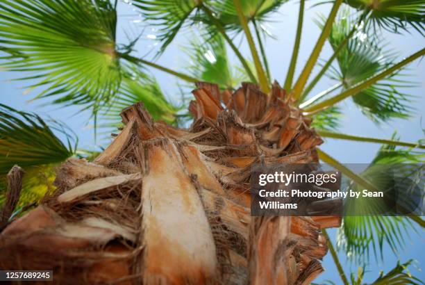 Palm Tree Close Up Low Angle High-Res Stock Photo