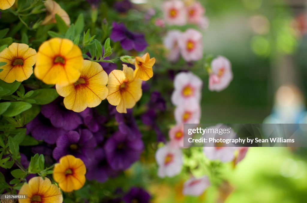 Yellow and Purple Flowers closeup 1