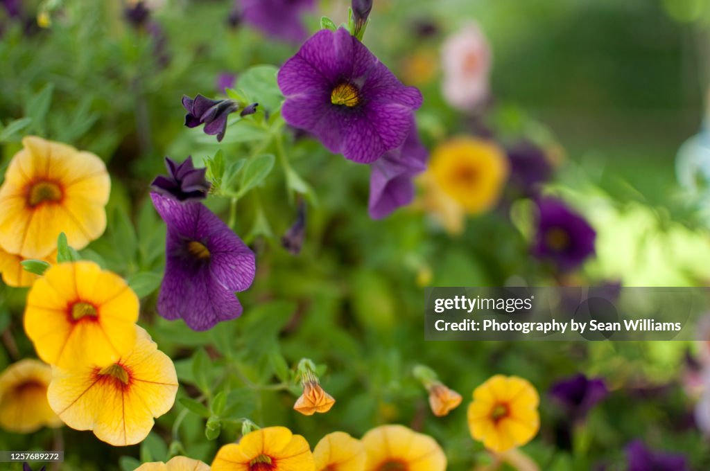 Yellow and Purple Flowers closeup 2
