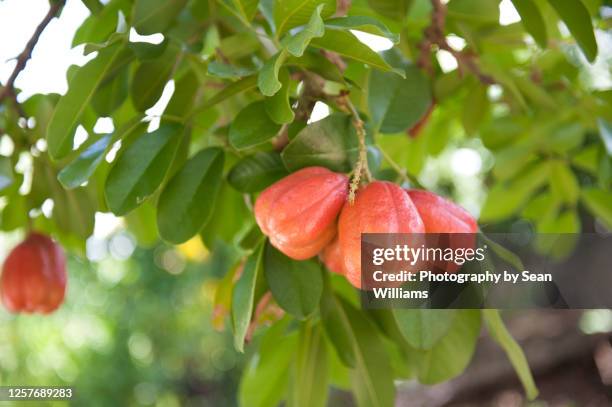 ackee tree (blighia sapida) - ackee tree stock pictures, royalty-free photos & images
