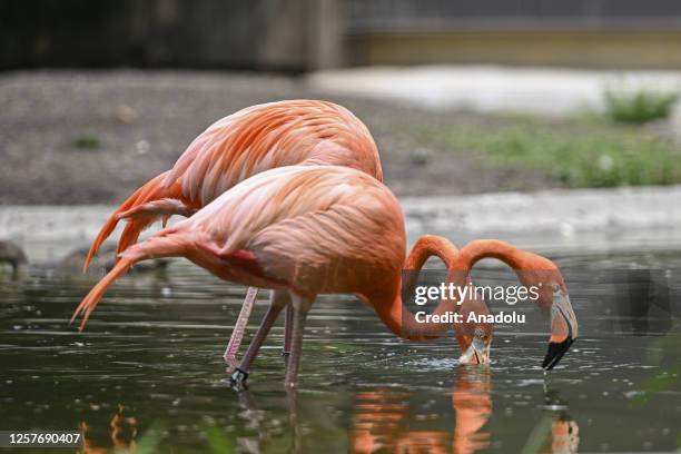American flamingos drink water at Smithsonian National Zoological Park in Washington, US on May 24, 2023. Founded in 1889, the Smithsonian National...
