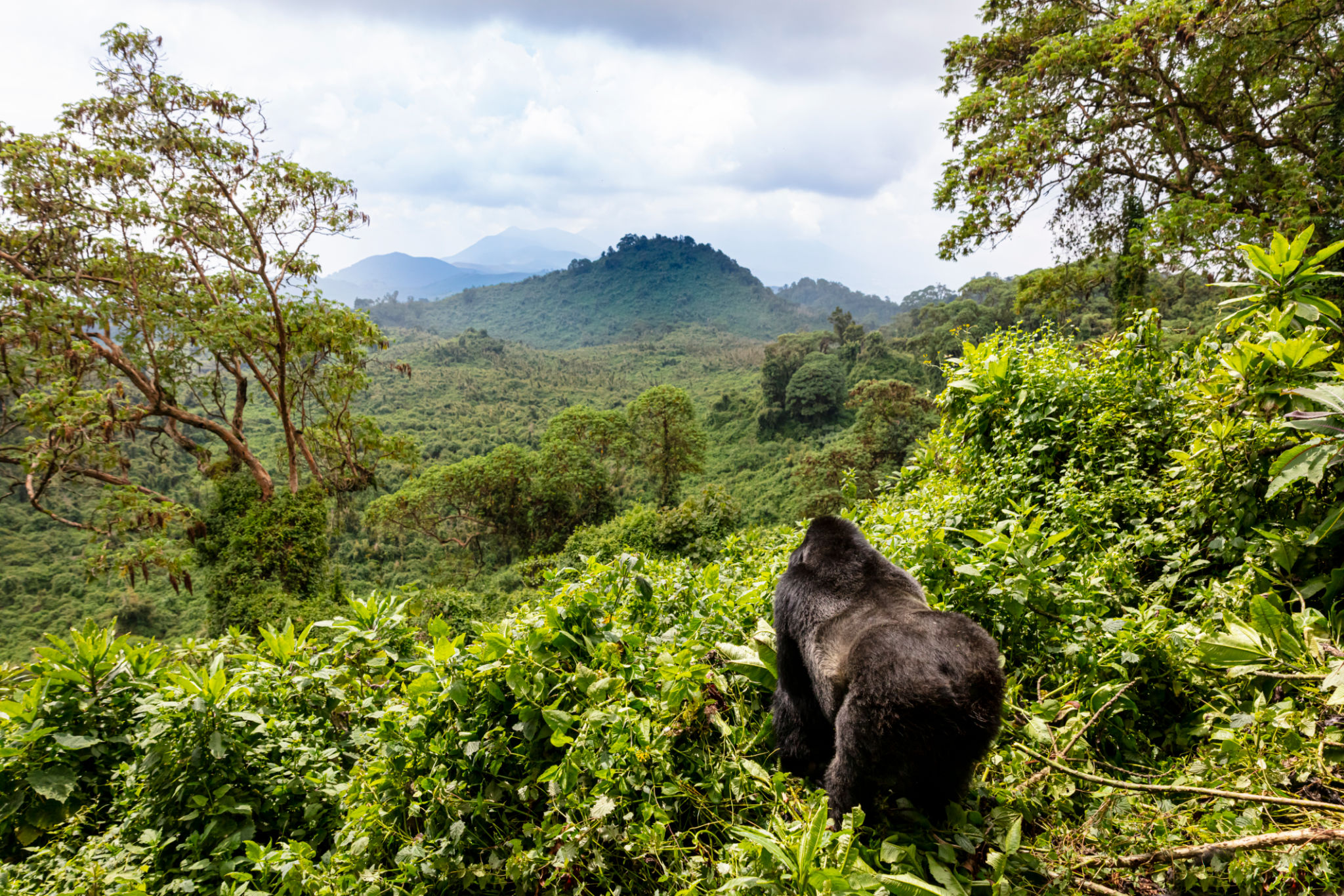 Mountain Gorilla travel Rwanda Mountain Gorilla travel Rwanda