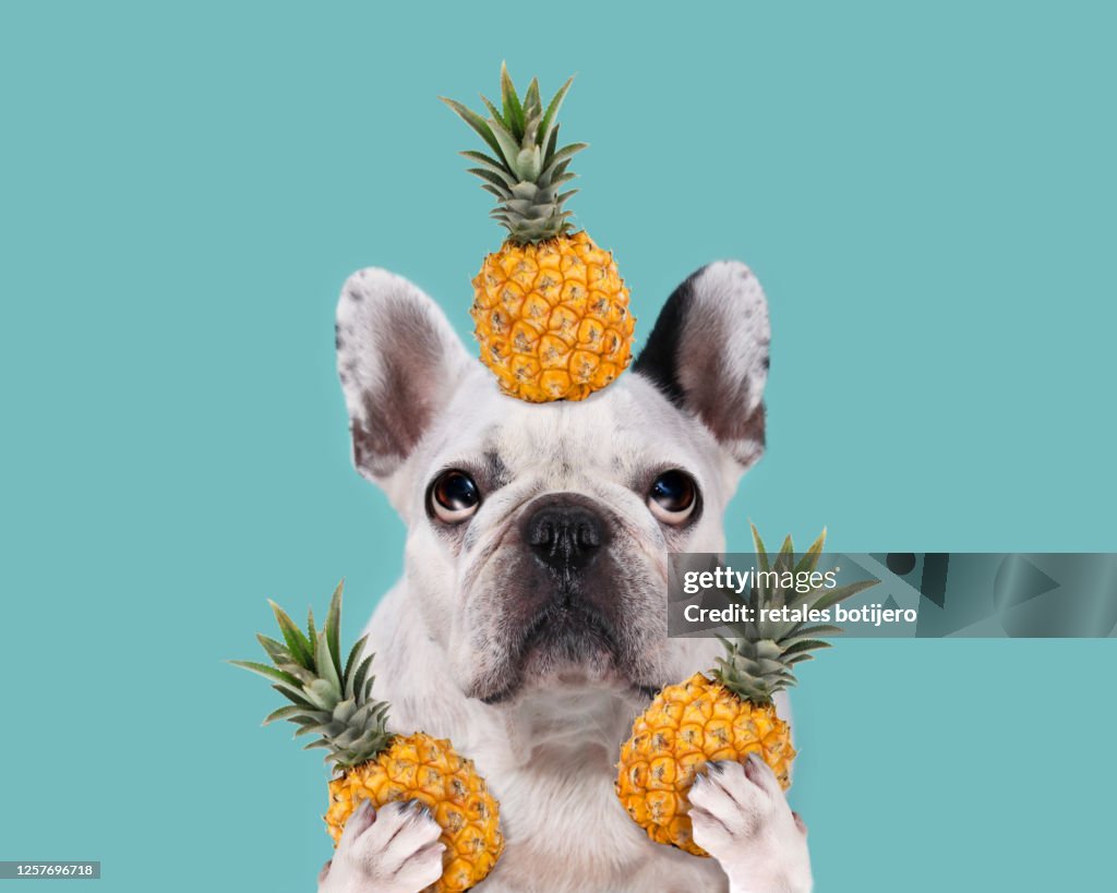Funny dog with pineapples