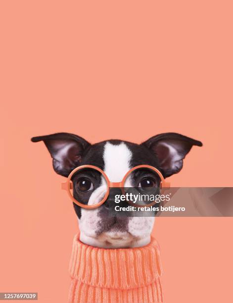 funny puppy - huisdierenkleding stockfoto's en -beelden