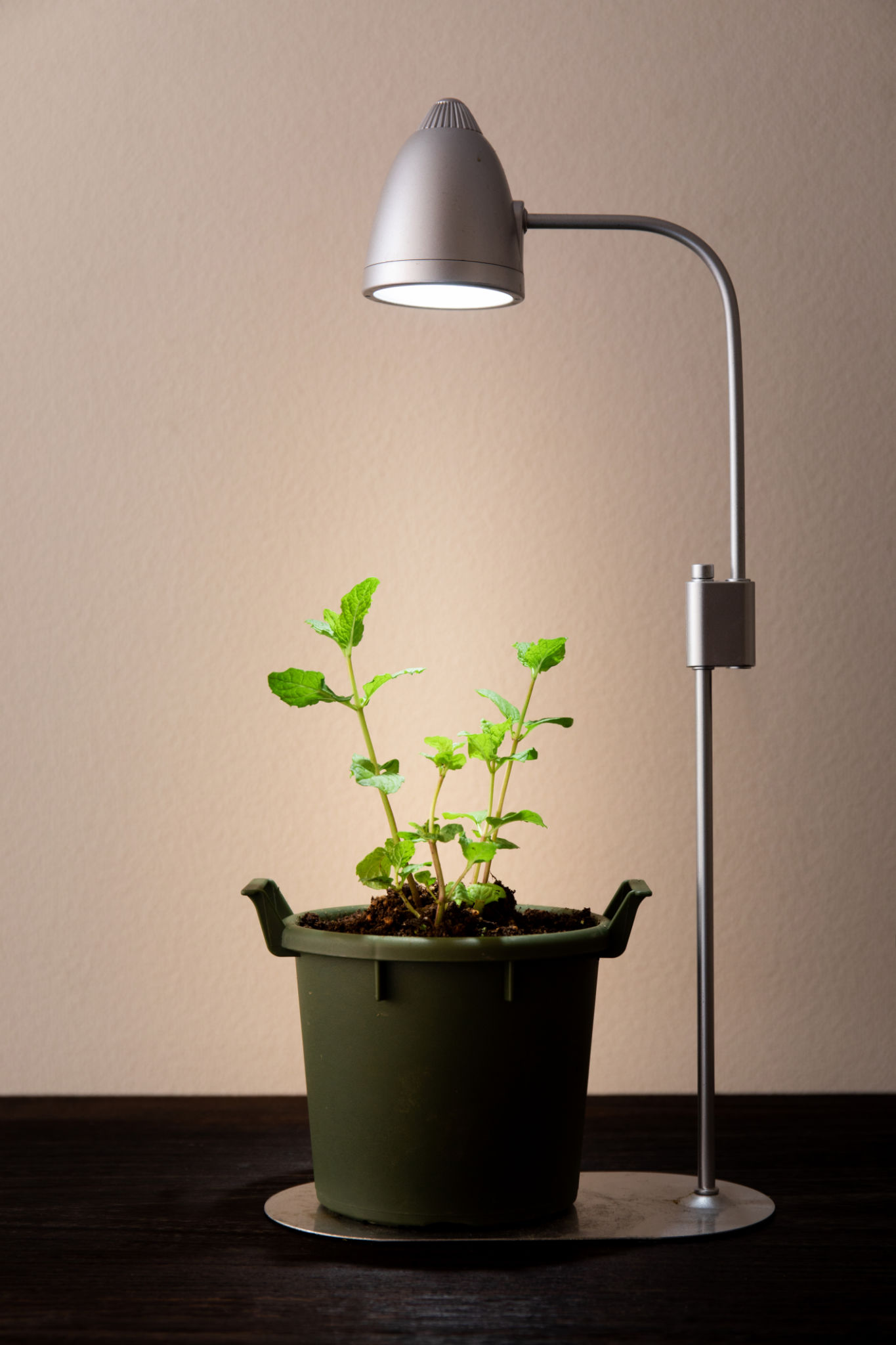indoor plants lighting