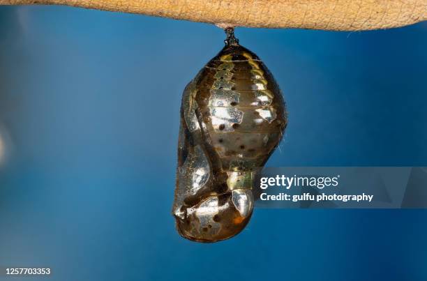 common crow butterfly ,pupa and caterpillar - hibernation - fotografias e filmes do acervo