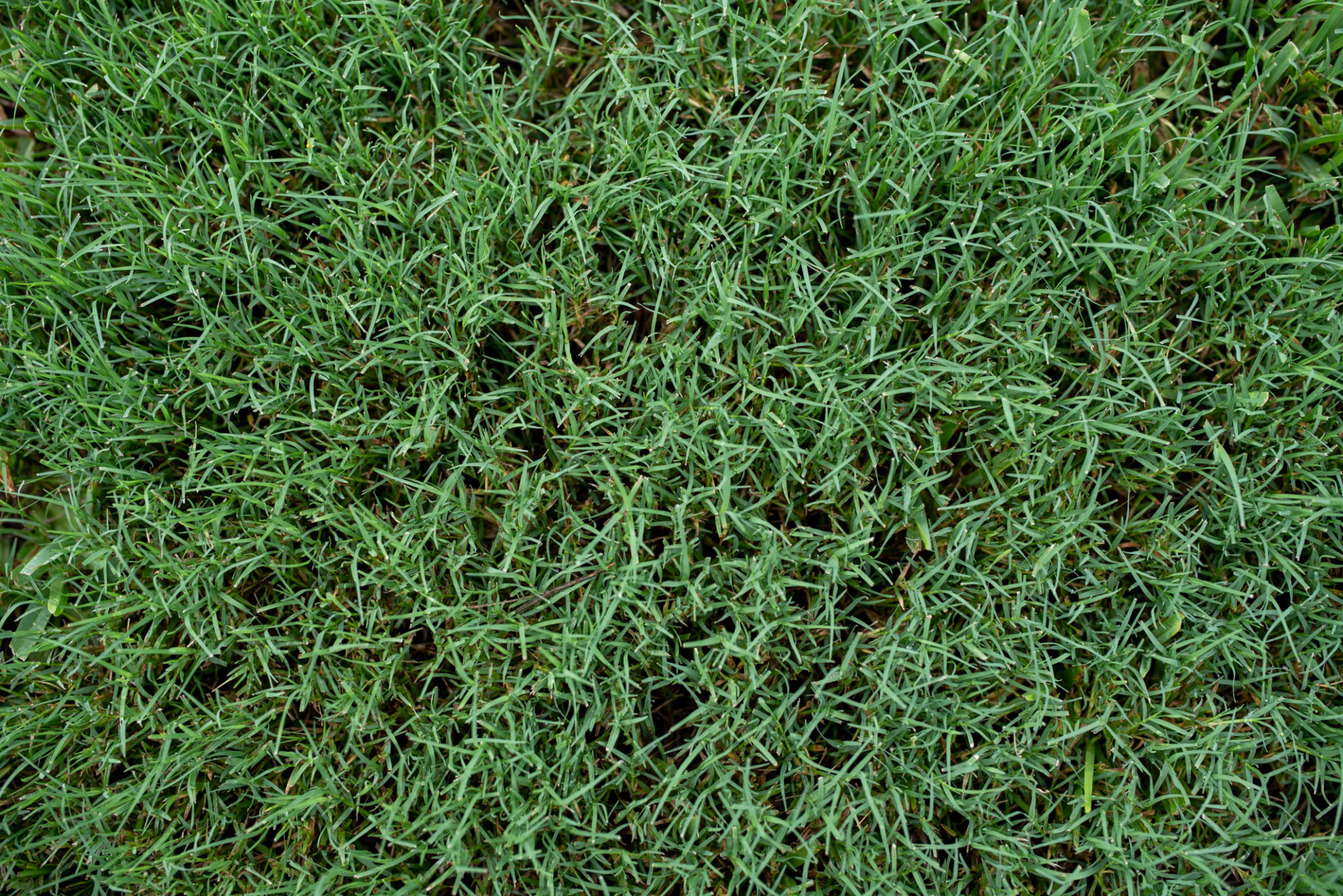 bermuda grass
