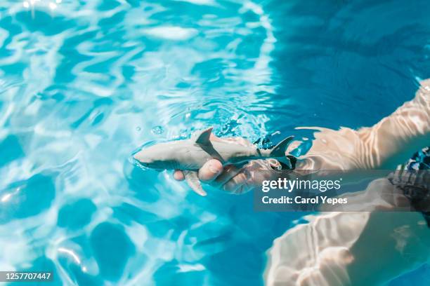 closeup image of boy hand holding plastic shark toy into pool - flippers stock pictures, royalty-free photos & images