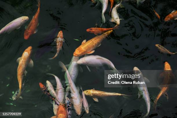 56 Pool Floats Multiple Stock Photos, High-Res Pictures, and Images ...
