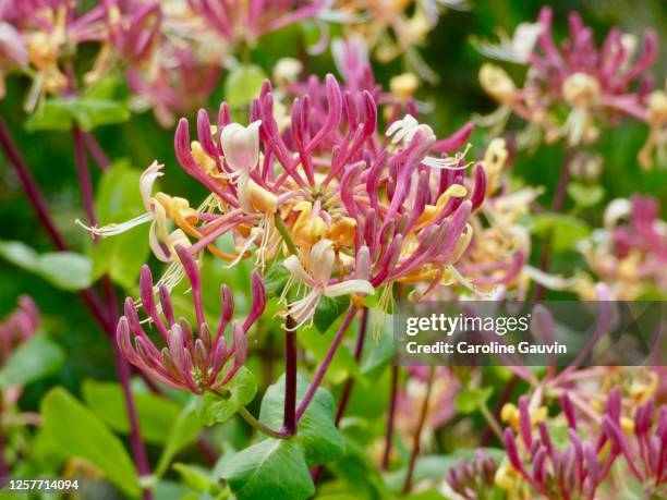 the honeysuckle - honeysuckle stock pictures, royalty-free photos & images