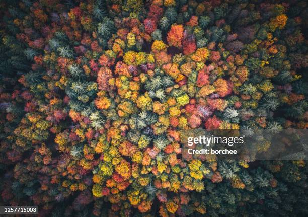 colorful forest - trees overhead view stock pictures, royalty-free photos & images