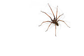 European common house spider (Tegenaria atrica / Philoica atrica) male against white background