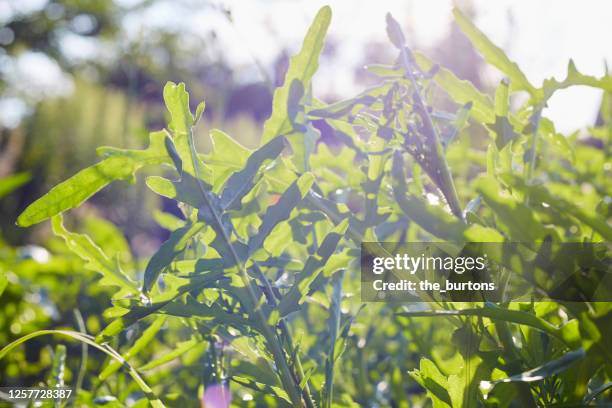 rocket salad growing in the garden against sunlight - rucola stock-fotos und bilder