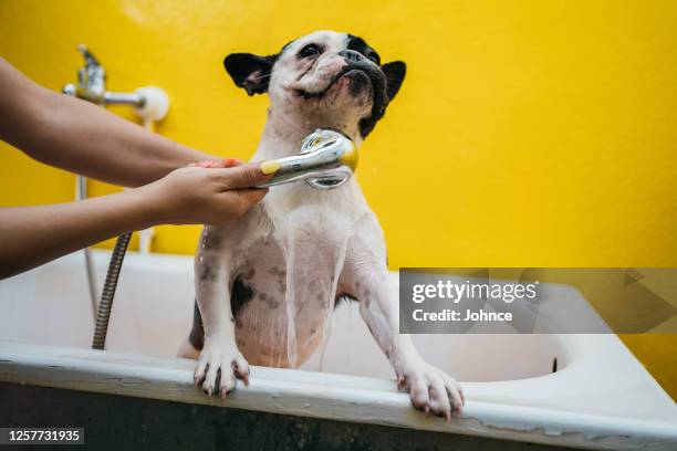french bulldog in a shower - woman shower bath imagens e fotografias de stock