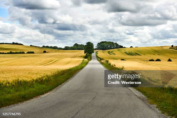 field with barley crop - small road running through - summer denmark stock pictures, royalty-free photos & images