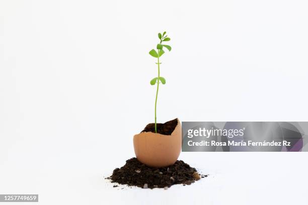 close-up of seedling plant growing from a eggshell on white background. - eierschale stock-fotos und bilder
