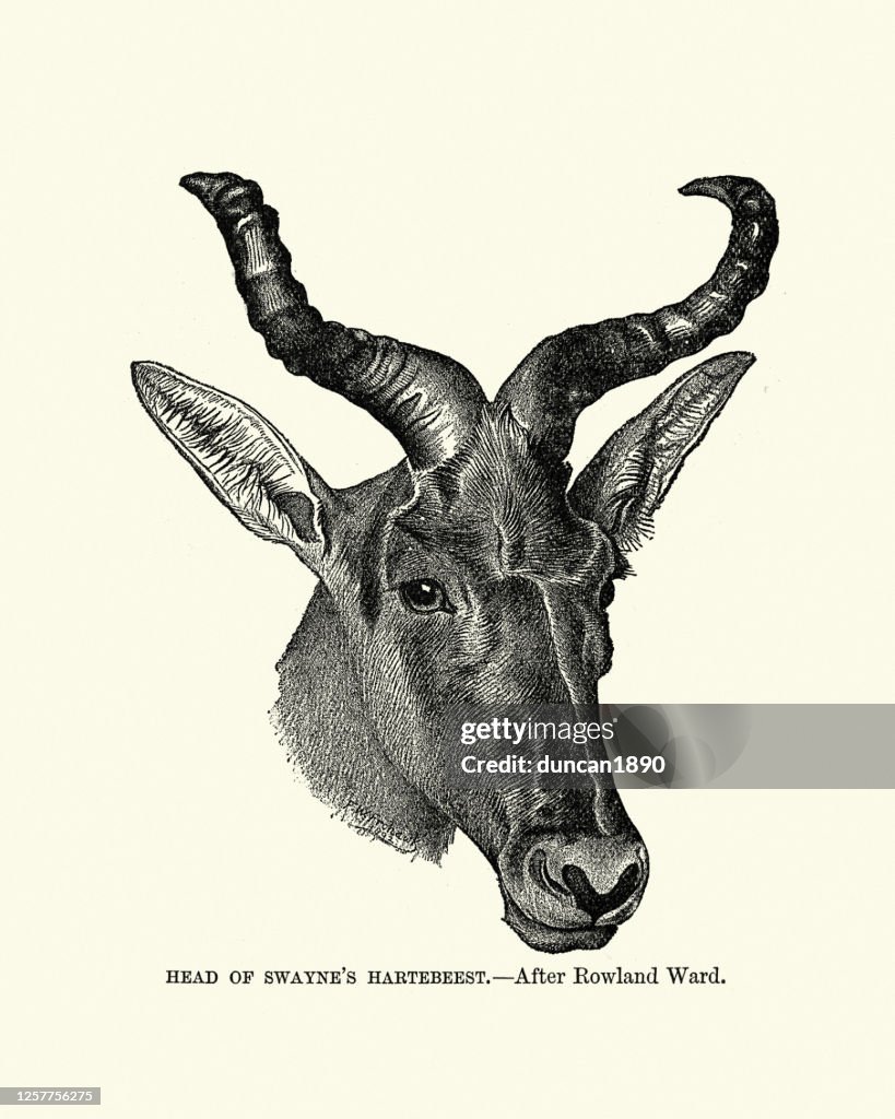 Swayne's hartebeest (Alcelaphus buselaphus swaynei), antelope