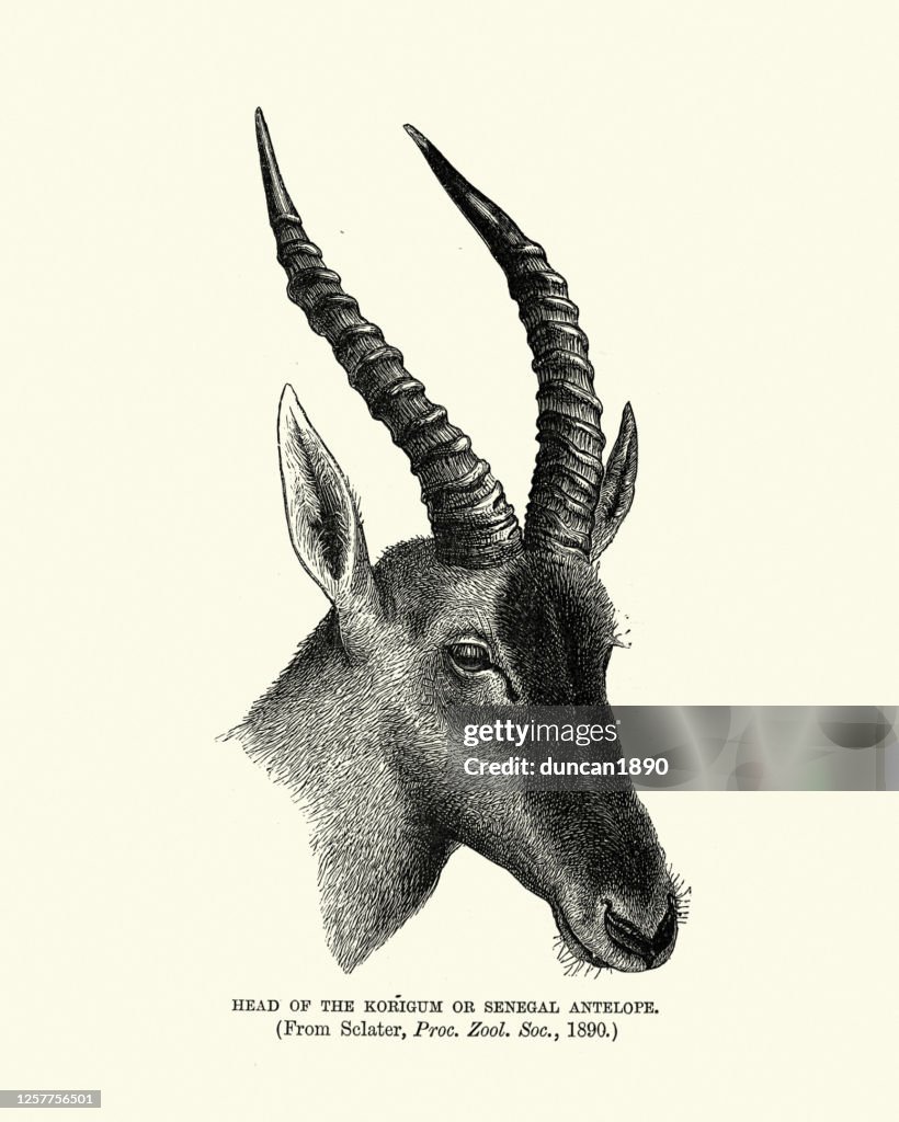 Korrigum (Damaliscus lunatus korrigum), o alcelafo senegalese