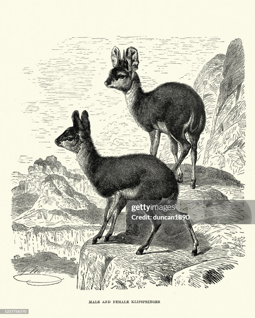 Klipspringer (Oreotragus oreotragus) is a small antelope
