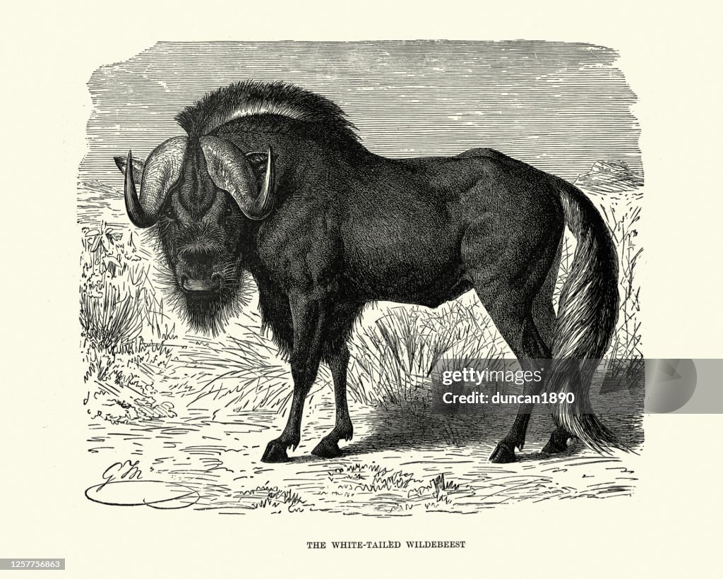 Black wildebeest or white-tailed gnu (Connochaetes gnou)