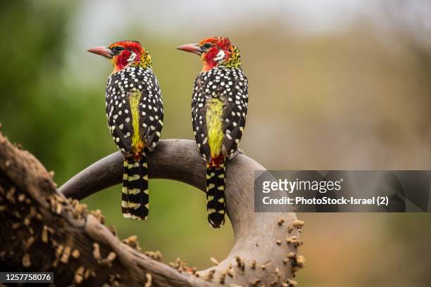 red and yellow barbet (trachyphonus erythrocephalus) - samburu imagens e fotografias de stock