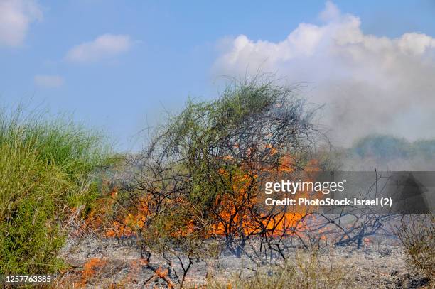 burning bush - burning bush stock-fotos und bilder