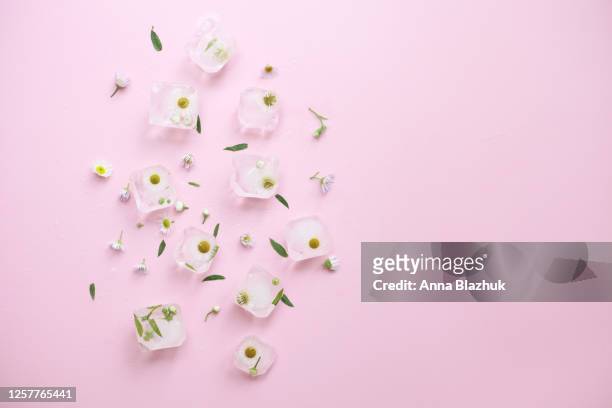 new trend: floral ice, ice cubes with frozen flowers of daisy over pink background, beautiful summer concept - 氷　塊 ストックフォトと画像