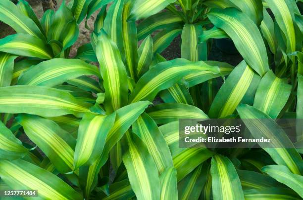 dracaena fragrans "massangeana" - dracena foto e immagini stock