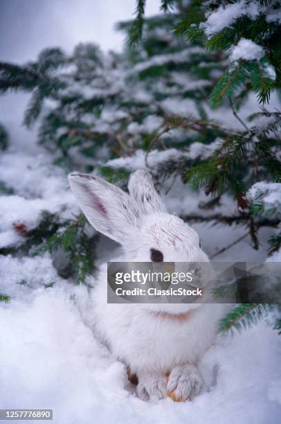 1990s Snowshoe Hare Lepus Americanus In Winter Coat Under A Pine Branch In The Snow