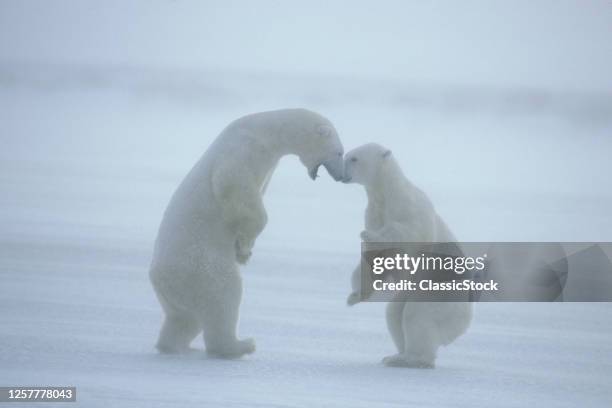 1980s Two Polar Bears Ursus Maritimus Standing Erect Nose To Nose