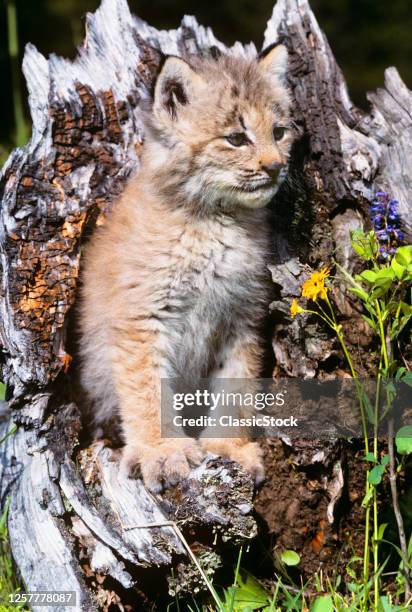 1990s Canadian Lynx Kitten Felis Lynx