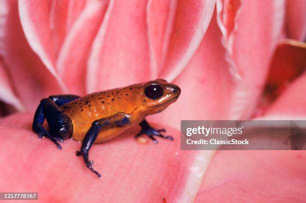 1990s Poison Arrow Frog On Pink Flower Dendrobates Pumilio Costa Rica