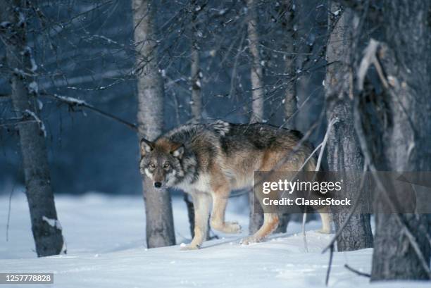 1990s Gray Wolf In Winter Snow Montana USA