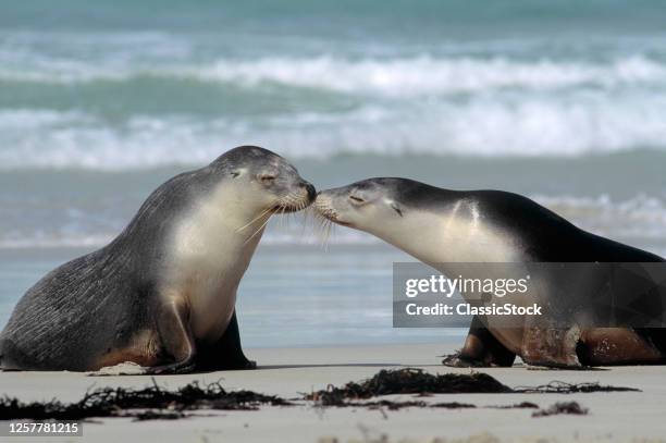 1990s Kissing Australian Sea Lions Neophoca Cinerea