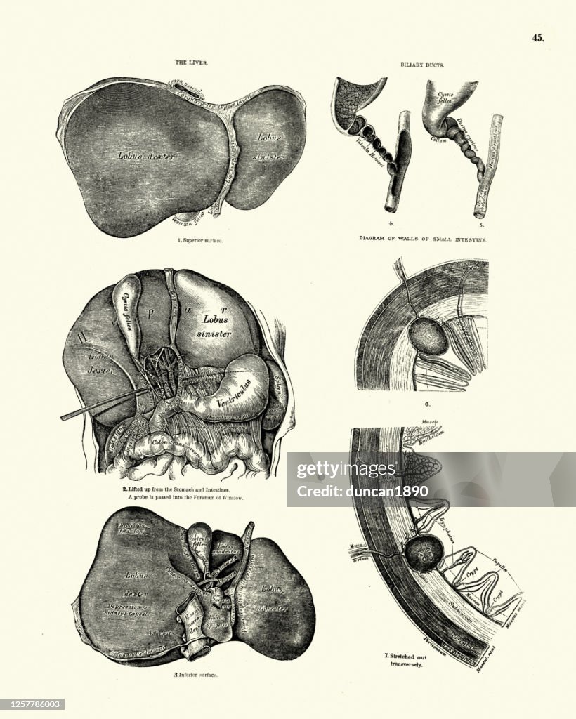Human anatomy, Liver, Biliary ducts, Small intestine, Stomarch, Victorian anatomical