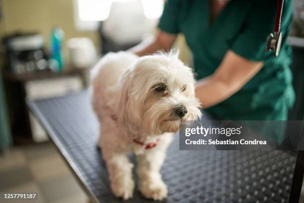 perfect patient. a male middle aged vet making an injection for a small maltese dog holding a patient. vet clinic - veterinaire photos et images de collection