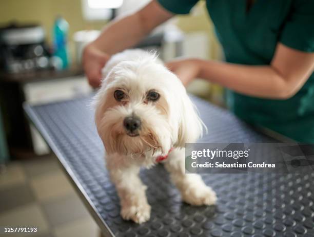 veterinarian doctor giving vaccine to little maltese dog. - lap dog stock pictures, royalty-free photos & images