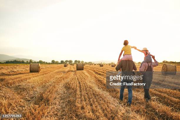 fürsorglicher vater und opa tragen neugierige schwester auf der schulter, während sie den sonnenuntergang auf dem weizenfeld genießen - rural scene stock-fotos und bilder