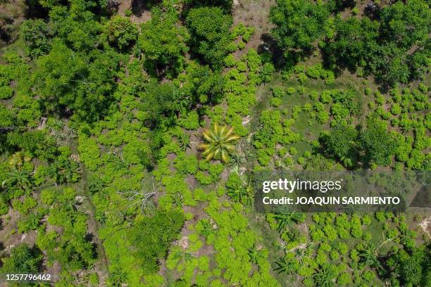Aerial view of a coca leaf field near Olaya Herrera municipality, department of Nariño, Colombia, taken on May 12, 2023. The rise of synthetic...