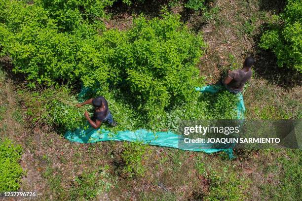 Aerial view of Raspachines working at a coca leaf field near Olaya Herrera municipality, department of Nariño, Colombia, taken on May 12, 2023. The...