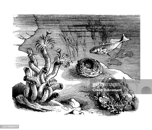 old engraved illustration of animal nests and their houses - argyroneta aquatica stock pictures, royalty-free photos & images