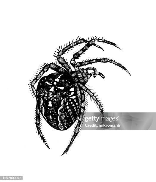 old engraved illustration of european garden spider ( araneus diadematus), entomology, arachnida. - pseudoscorpion stock pictures, royalty-free photos & images