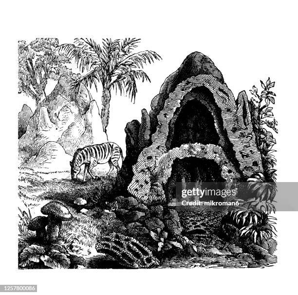 old engraved illustration of animal nests and their houses - argyroneta aquatica stock pictures, royalty-free photos & images
