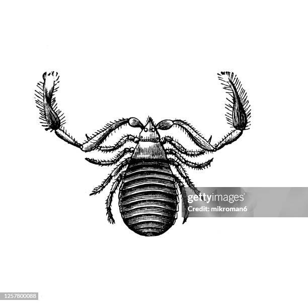 old engraved illustration of chelifer cancroides, the house pseudoscorpion, entomology, arachnida. - pseudoscorpion stock pictures, royalty-free photos & images