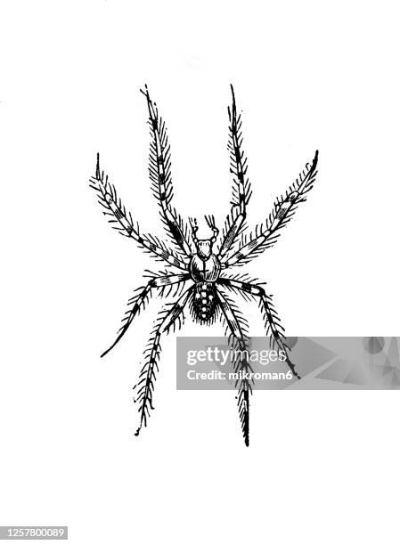 old engraved illustration of european garden spider ( araneus diadematus), entomology, arachnida. - pseudoscorpion stock pictures, royalty-free photos & images