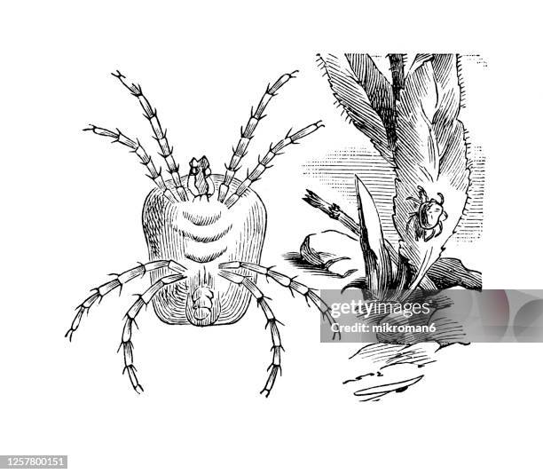 old engraved illustration of trombidium holosericeum, red mite, entomology, arachnida. - pseudoscorpion stock pictures, royalty-free photos & images