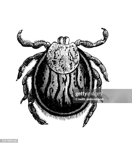 old engraved illustration of ixodes ricinus, the castor bean tick, hard-bodied tick.entomology, arachnida. - pseudoscorpion stock pictures, royalty-free photos & images