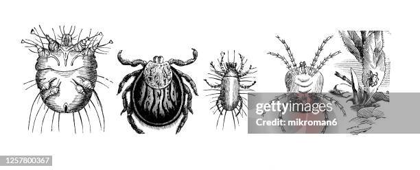 old engraved illustration of mites insects, entomology, arachnida. - pseudoscorpion stock pictures, royalty-free photos & images
