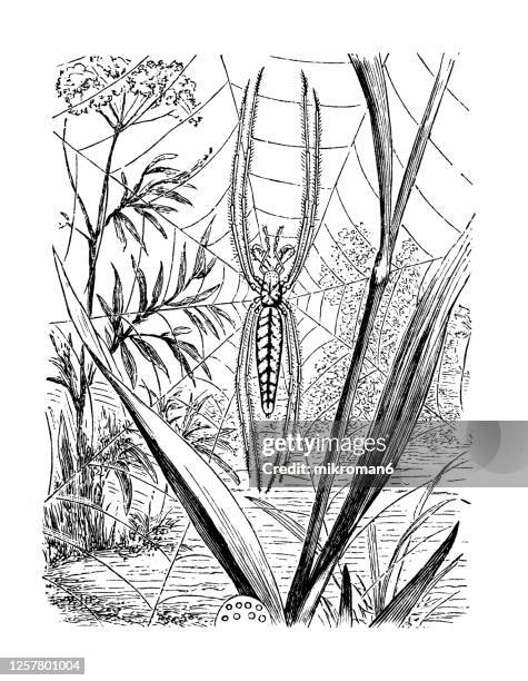 old engraved illustration of tetragnatha extensa (common stretch-spider), entomology, arachnida. - pseudoscorpion stock pictures, royalty-free photos & images